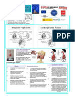 Movimientos Respiratorios: Inspiración y Espiración: ¿Por Qué Se Llenan de Aire Los Pulmones?