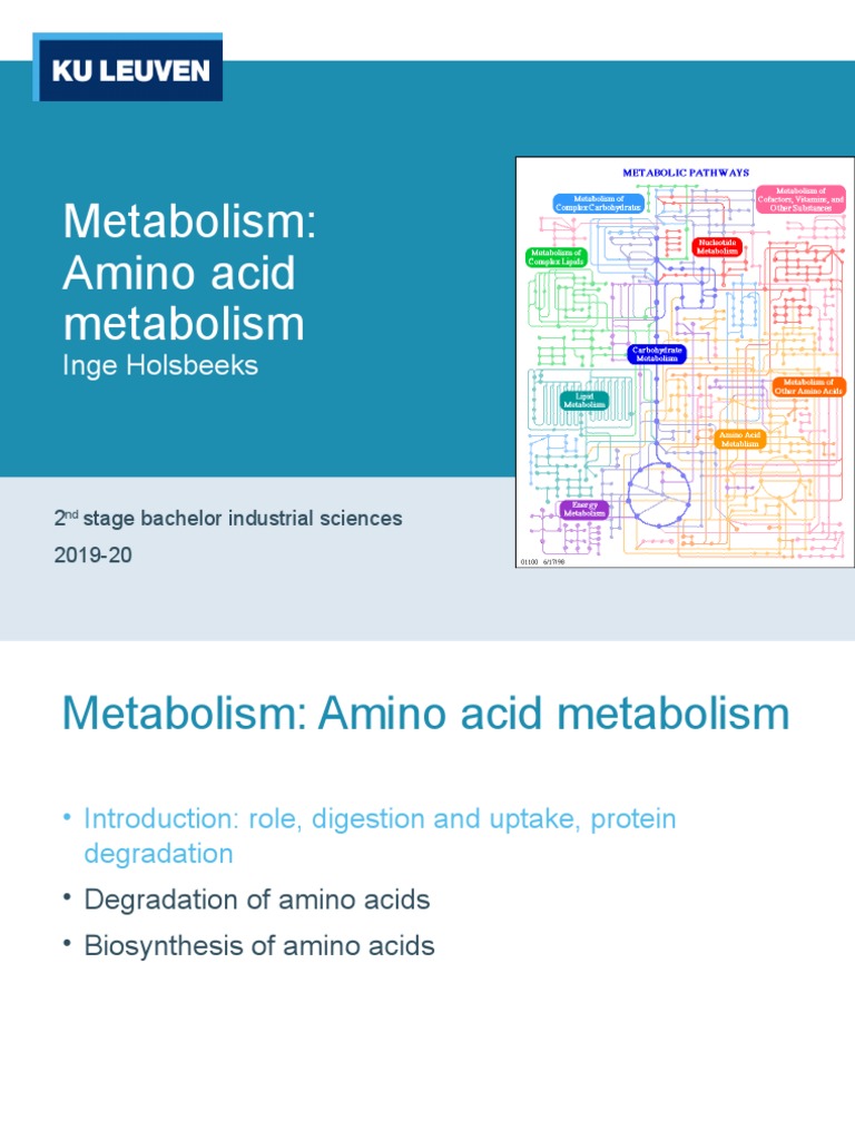 Amino Acid Metabolism Overview | PDF | Biosynthesis | Metabolism