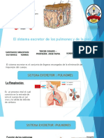 Sistemas excretores de los pulmones y la piel: eliminación de dióxido de carbono y transpiración