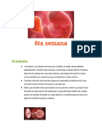 Desarrollo del cerebro y sistema nervioso en la 6ta semana de embarazo