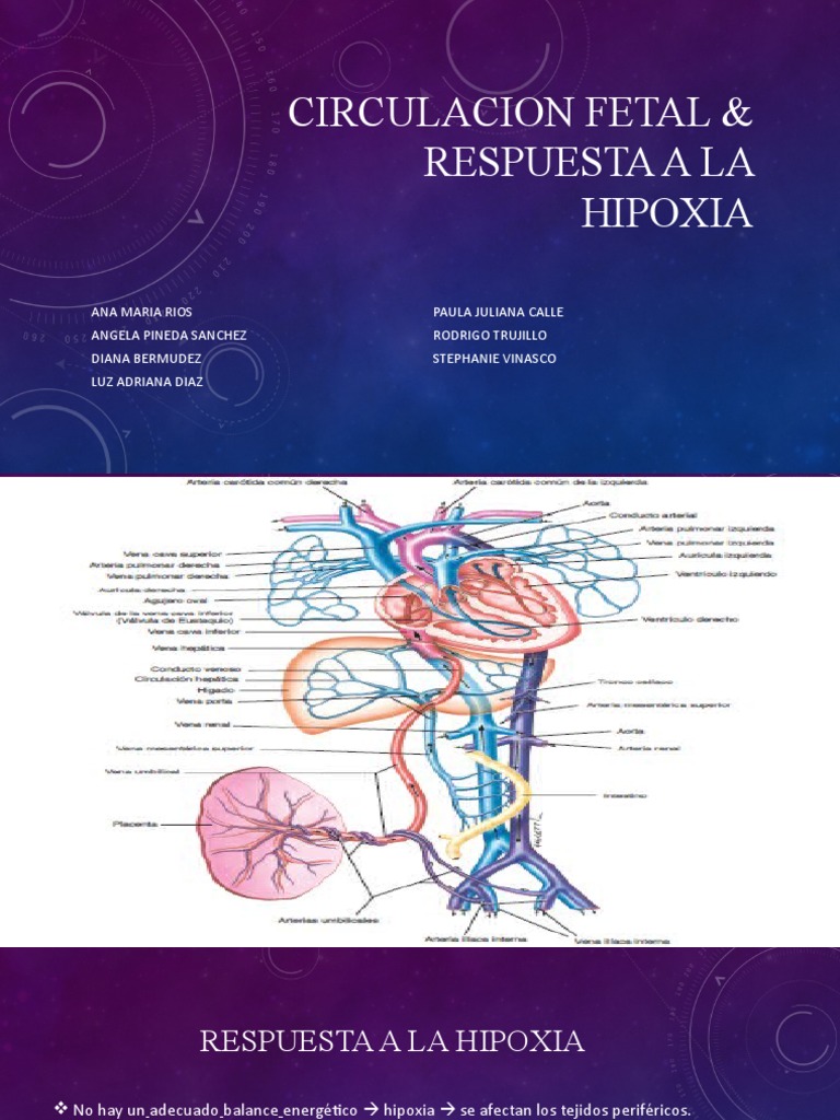 circulacion-fetal-respuesta-a-la-hipoxia-pdf