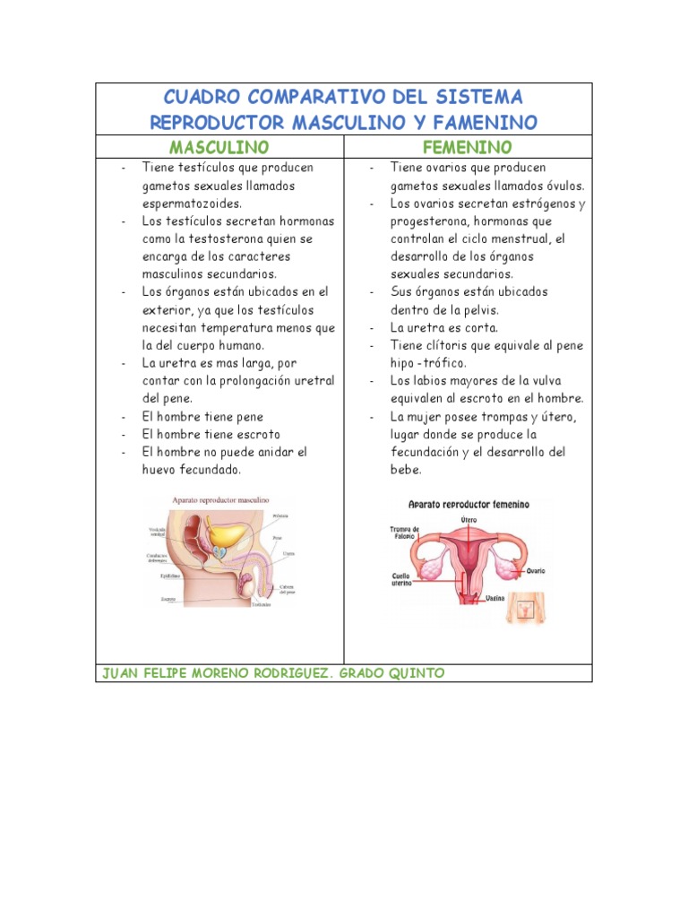 Cuadro Comparativo Del Sistema Reproductor Masculino Y Famenino Pdf