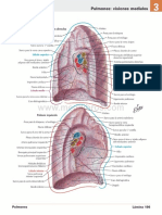 atlas cara medial de ambos pulmones