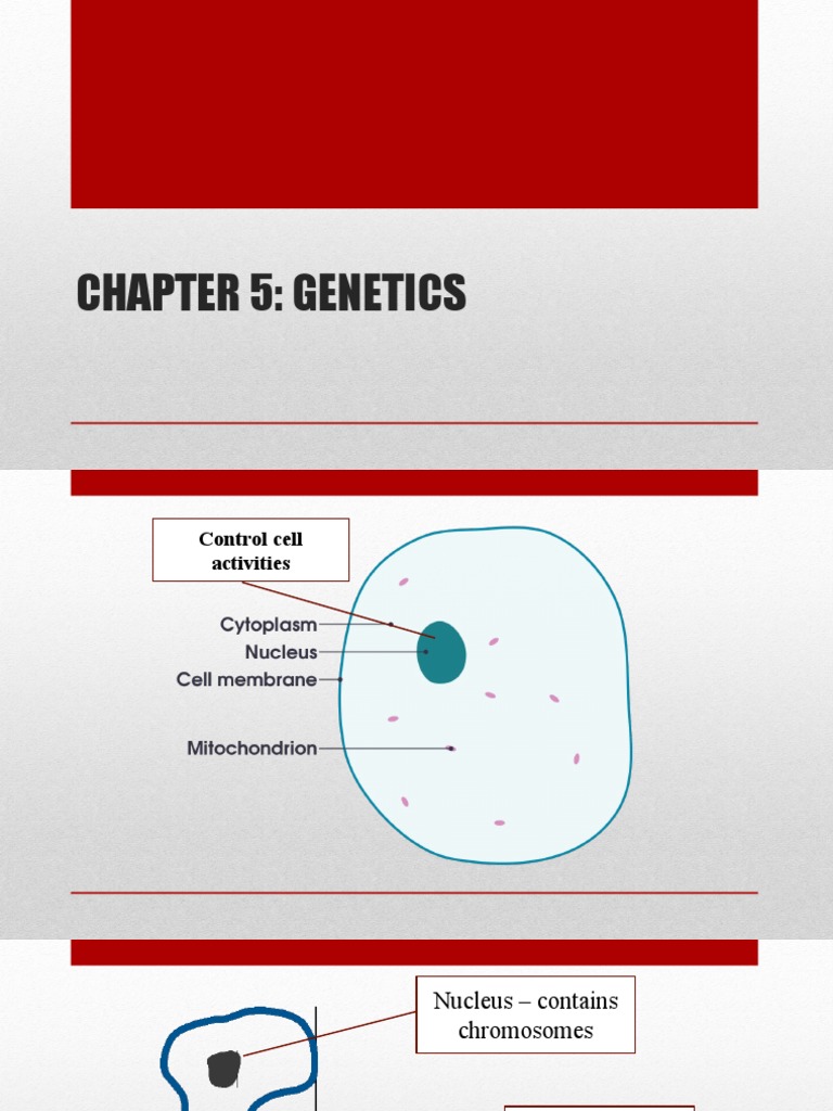 5.1.1 DNA, Chromosome, Gene | PDF