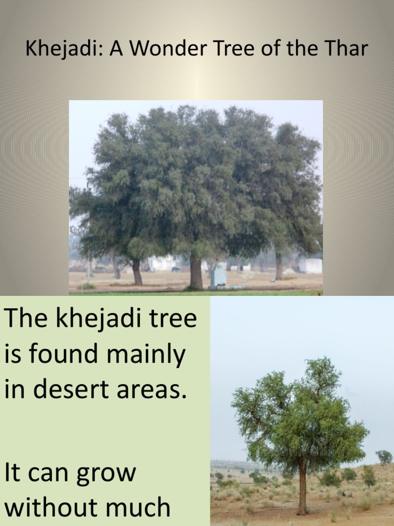 Khejadi A Wonder Tree of The Thar PDF