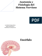 Cerebro y Cerebelo