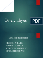 Bony Fish Classification Guide