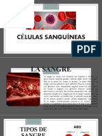 Células sanguíneas principales