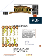 Fosfolipidos y Esteroides 