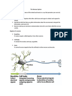 The Nervous System