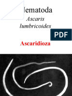 Curs 6 Nematode