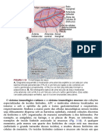 Imunologia Básica - 00041 PDF