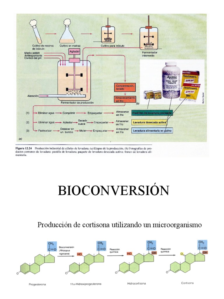 Bioconversión | PDF | Metabolismo | Penicilina