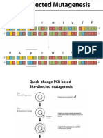 Site Directed Mutagenesis