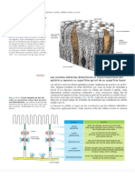 Lectura - Uniones Intercelulares