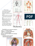 Curs Anatomie 2014.pptx
