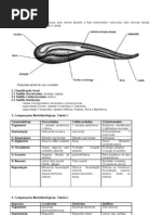 ZOOLOGIA DOS CORDADOS