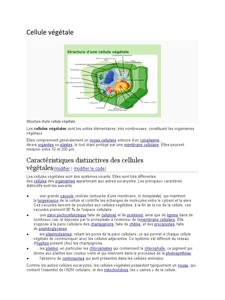 Observation de cellules végétales typiques : cellules de la feuille  d'Elodée (microscope x200), image size:768x1024