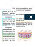 Formación y circulación de la placenta durante el embarazo