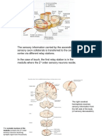 4 Brainstem PDF