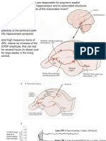 26 Learning - Memory2 - LTP1 PDF