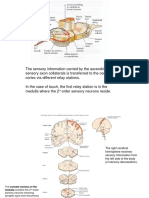 4 brainstem.pdf