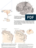 8 Cortex4 - Associative - Motor PDF