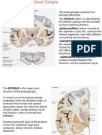 10 basal_ganglia.pdf