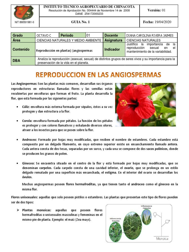 Reproducción de Angiospermas | PDF | Flores | Polinización