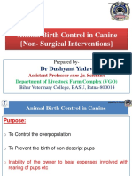 Animal Birth Control in Canine (Non-Surgical Interventions)