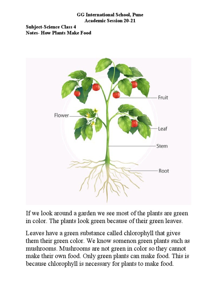 Class 4 Science Notes - How Plants Make Food 2 April - 20-21.docx 2 | PDF