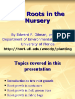 Tree Roots in The Nursery