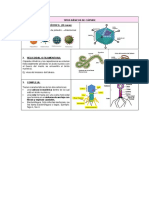 Tipos de Cápside Virus