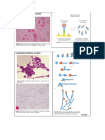 Imegenes para Expocision de Conidiogenesis