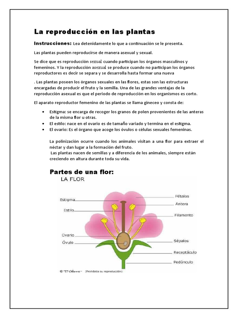 Reproducción en Plantas: Sexual y Asexual | PDF | Reproducción sexual |  Flores