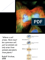 Cell Cycle