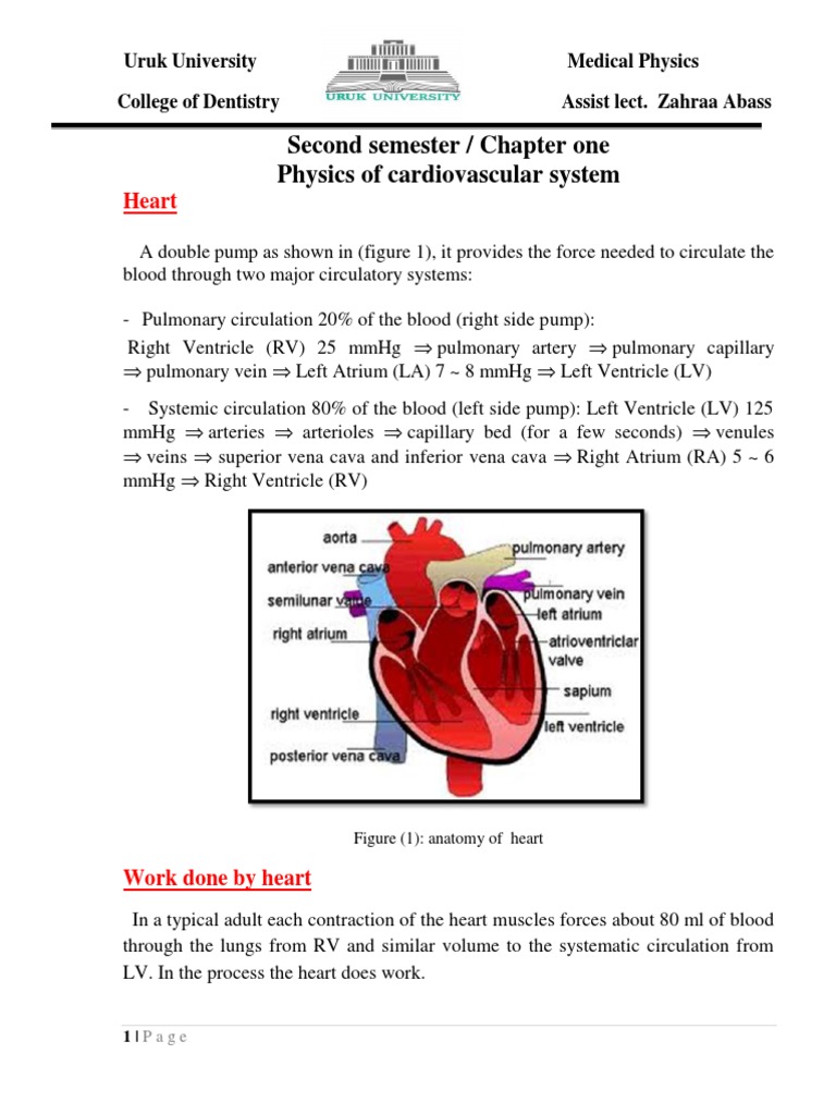 Physics of the Heart's Double Pump System | PDF | Circulatory System ...