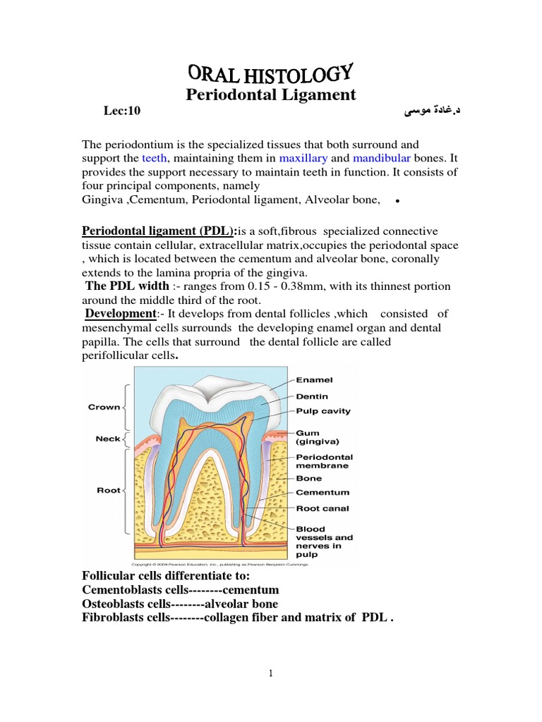 Lec 10PDL PDF Human Tooth Dentistry Branches