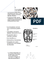 Diatomeas y Haptophyta PDF