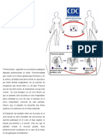 Ciclo Animaloide Trichosoma Vaginalis