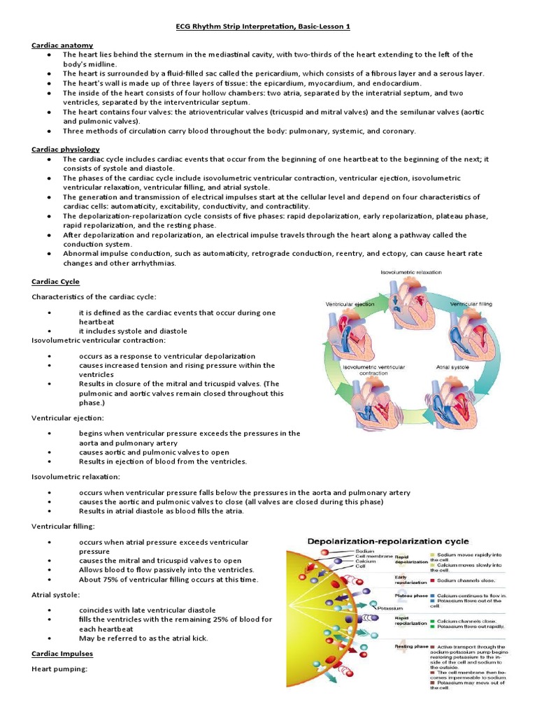 ECG Rhythm Strip Basics and Anatomy | PDF | Heart Valve | Diastole
