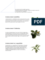 Anubias Barteri Caladiifolia: Plants Difficulty Level: Easy