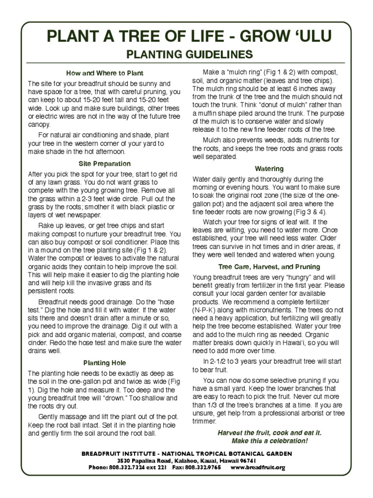 Breadfruit Tree Planting Guide | PDF | Mulch | Trees