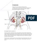 Anatomi ginjal.docx