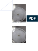 Figure 1 Shows Mucor Sp. On A Square Agar in A Petri Dish
