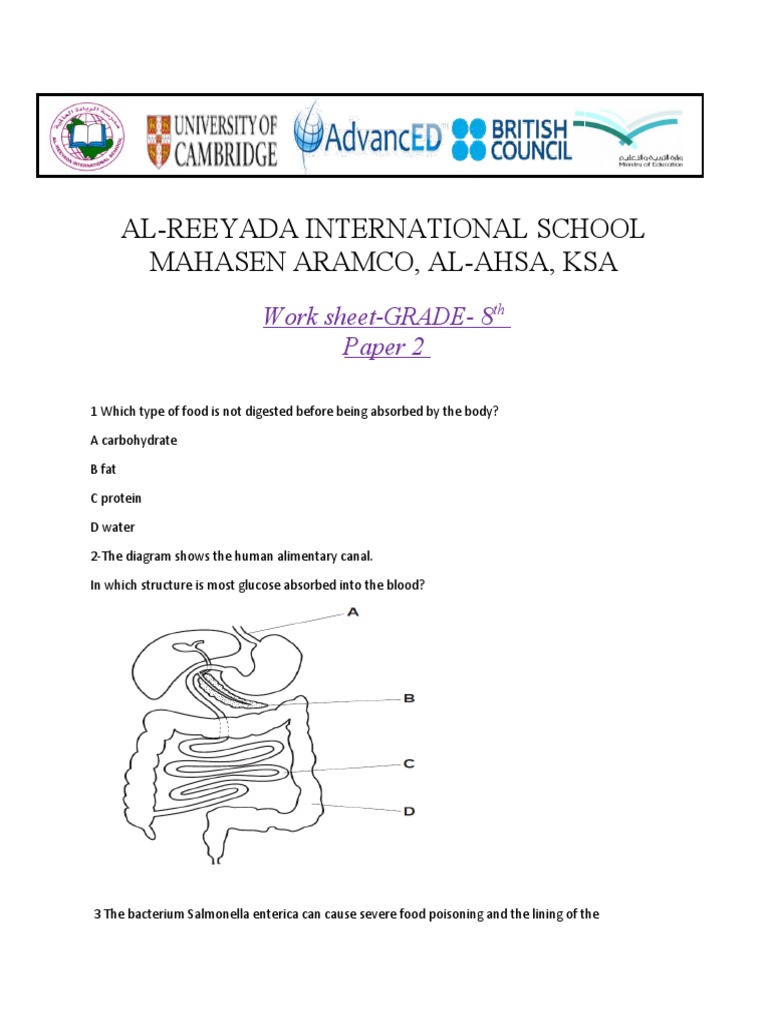 Paper 2 Digestive System Worksheeet Pdf Digestion Gastrointestinal Tract