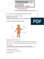 Sistema Muscular A y B PDF