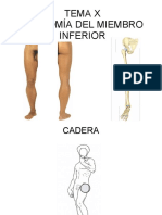 TEMA X ANATOMÍA DEL MIEMBRO INFERIOR