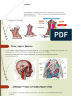 Anatomía del cuello y escote: huesos, músculos, vasos e inervación