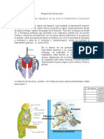 Respiración de Las Aves